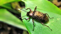 Strongylium chalconotum