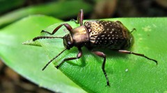 Strongylium chalconotum