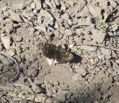 Hesperopsis alpheus