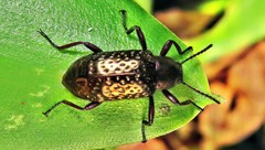 Strongylium chalconotum