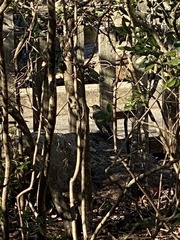 Turdus migratorius