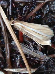 Orocrambus lewisi