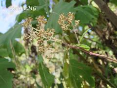 Archibaccharis serratifolia