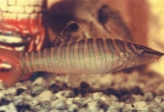 Banded Loach photo 3