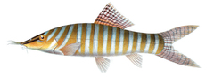 Banded Loach photo 4
