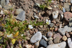 Cerastium pusillum