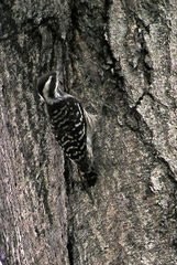 Yungipicus moluccensis