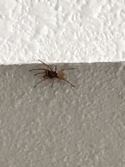 Dysdera crocata