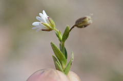 Cerastium pusillum