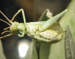 Oecanthus salvii