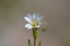 Cerastium pusillum