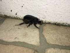 Ceratophyus hoffmannseggi