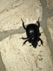 Ceratophyus hoffmannseggi