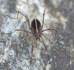 Zachaeus crista