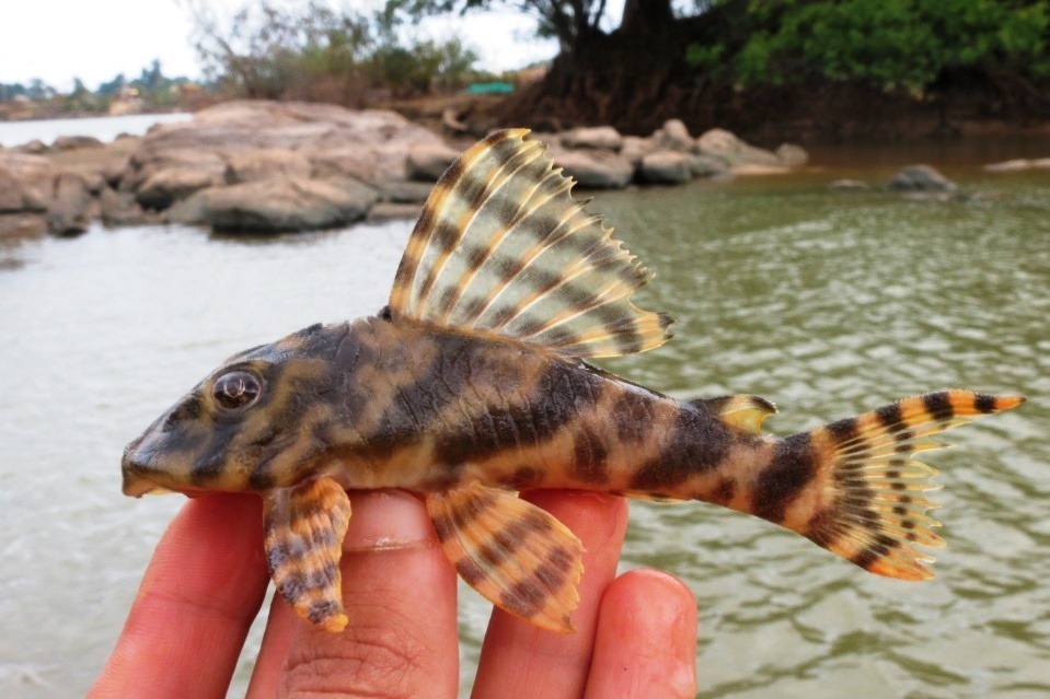Pléco rayé (L015) (Peckoltia vittata)