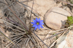 Gentiana karelinii