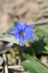 Gentiana karelinii