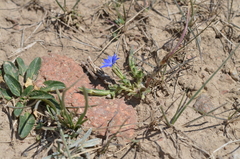 Gentiana karelinii