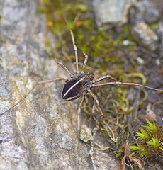 Zachaeus crista