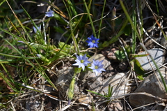 Gentiana karelinii