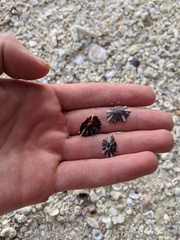 Patelloida saccharina