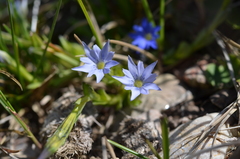 Gentiana karelinii