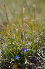 Gentiana karelinii