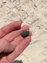 Nerita costata