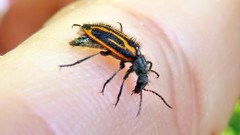 Astylus lineatus