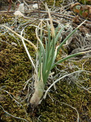 Allium cretaceum