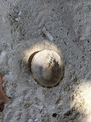 Cellana testudinaria