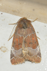 Hampsonodes mastoides