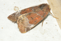 Hampsonodes mastoides