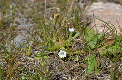 Gentiana leucomelaena