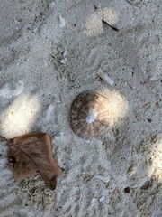 Cellana testudinaria