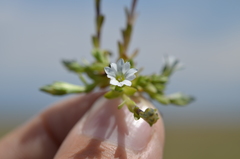 Gentiana leucomelaena