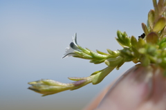 Gentiana leucomelaena