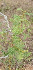 Vachellia bidwillii