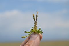 Gentiana leucomelaena