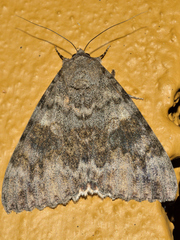 Catocala electilis