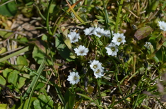 Gentiana leucomelaena