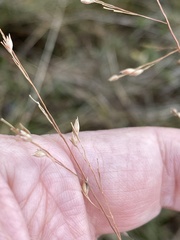 Panicum virgatum cubense