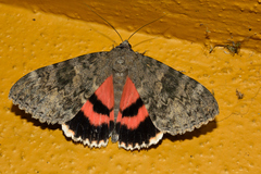 Catocala electilis