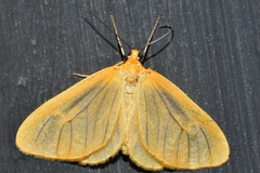 Eubaphe