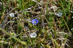 Gentiana leucomelaena