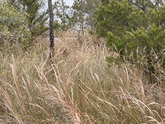 Panicum virgatum cubense