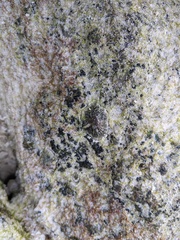 Siphonaria kurracheensis