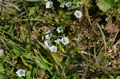 Gentiana leucomelaena