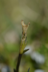 Gentiana leucomelaena