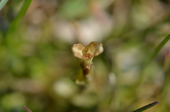Gentiana leucomelaena